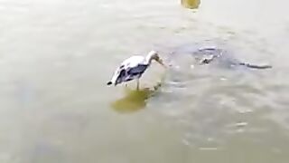 water and fish