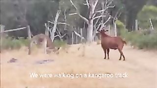 kangaro fight with goat