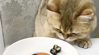 Amazing Cat 2