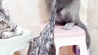 Fighting animals lol