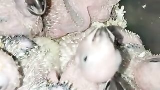 Parrot baby 4