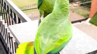 Cute Mithu????-Smart & Funny parrot video Talking Parrot