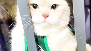 Funny Cat 5