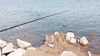 Norain Fish ke live chaal