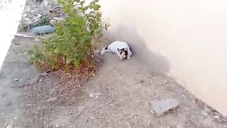 Funny straty cat