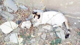 Cute cat 4