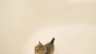 Kitten does not want to bath and meows loudly