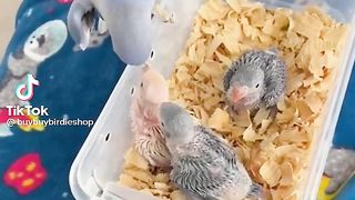 Parrots 3
