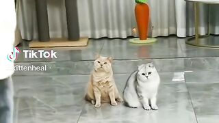 Playing Cats.