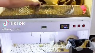 Feeding tank.