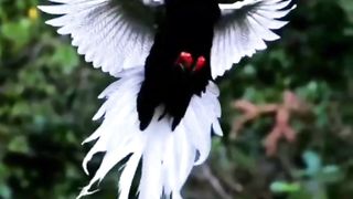 Islamic short//nature beauty