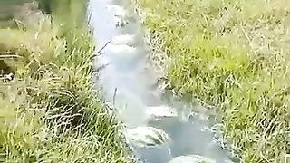 Water melon 2