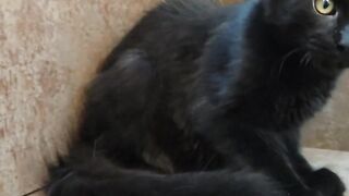 Black Maine Coon kitten