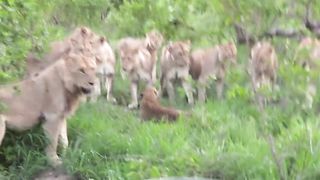 Many lions attack one leopard