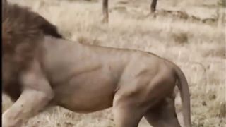 Buffalo fight back lion part 1
