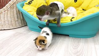 Baby monkey Susie is worried that kitten will be lost without mom cat