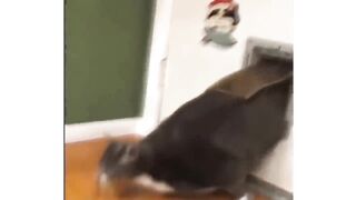 Essayez De NE Pas RIRE en Regardant Ça... (Impossible!)
