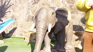 Elephant Fun play land