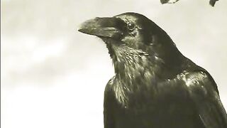 Vedio clip 11