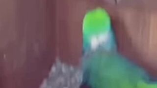 Cute mitthu /samart funny video talking parrot short funny video