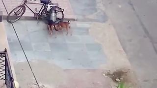 Milky dogs