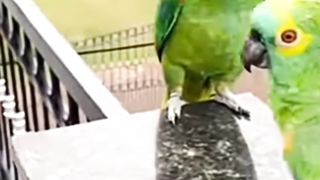 Greeting Short funny video Samrt Parrot ???? funny video