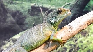 Chinese water dragon