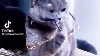 Cat indus