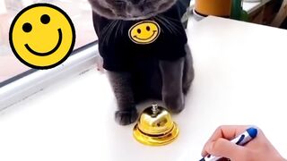 funny moment cat