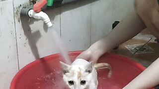 My cat