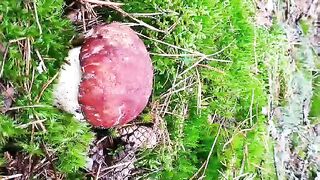 Гриби Волині