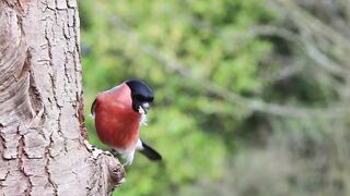 Bird perched on tree