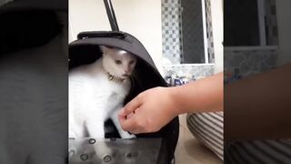 CAT BEHAVIOR WHEN ANGRY