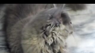 funny cats _cats and dogs funny moments _ funny animals _funny moments_