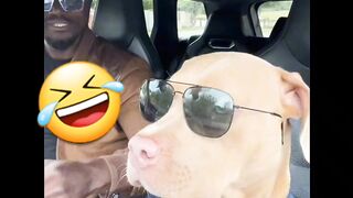Gangsta DOG????????????????????????????‍????????