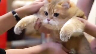 Funny Video