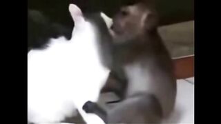 Смешные животные /Funny animals/#5