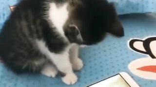 Animals Funny Videos Try not to laugh challenge
