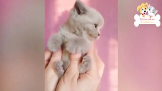 Adorable Kitten in Action – A Heart Melting Moment You Can't Miss!