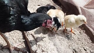 Pur aseel baby chickens