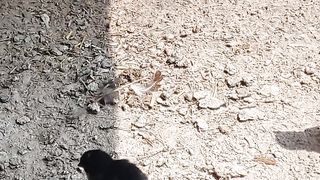 Desi baby chickens playing with mom