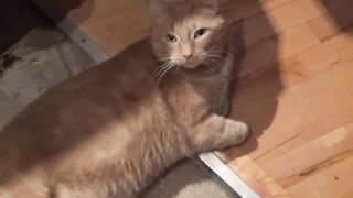Adorable Ginger Cat Relaxing at Home – A Must-See Moment!