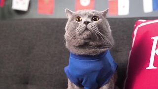 World Cup Cats