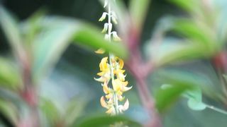 Flower nectar-sucking insects