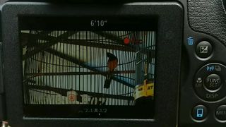 Bird competition shooting