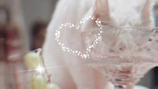Cat best movements