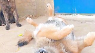 Funny video 71