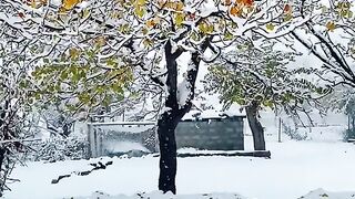 Snowelyyyy