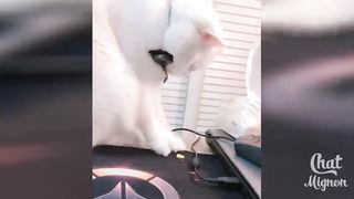 compilation de chat mignon a en mourir de rire