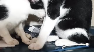 Sweet Cats